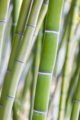 Bright green bamboo stalks on soft background