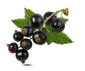Fresh black-currants with leaf isolated on white background with clipping path