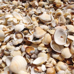 background from small varied seashells. 