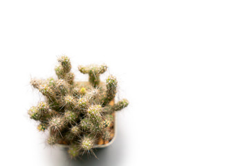 Cactus on the white background