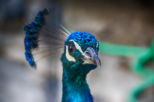 Stock Photo - Beautiful peacock portrait