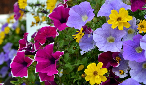 Balkonblumen - Balkonpflanzen - Hintergrund Textur
