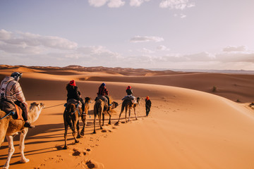 Principio de caravana de dromedarios en medio del desierto del Sahara zona Marroquí  Merzouga