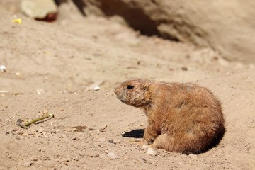 prairie dog