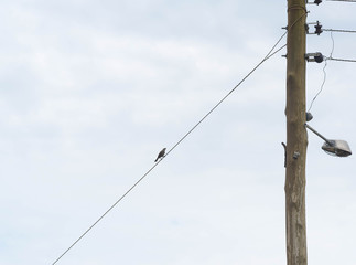 Bird sitting on the electricity wire 03