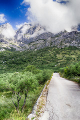 Road to the Biokovo Mountains on the Makarska Riviera lined with olive trees.