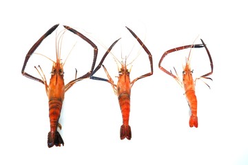BBQ, shrimp, food for socializing