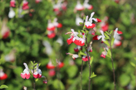 野に咲く花　チェリーセージ