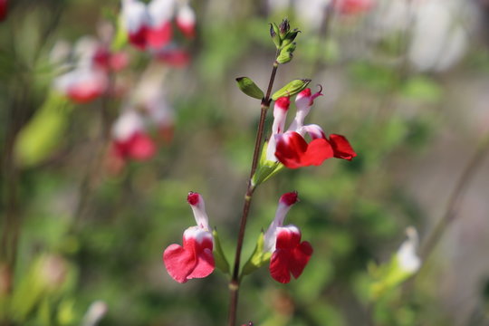 野に咲く花　チェリーセージ