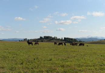 Horses in the foothills of the tigirek Ridge in the Altai region. Western Siberia