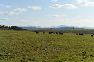 Fototapeta na wymiar Horses in the foothills of the tigirek Ridge in the Altai region. Western Siberia