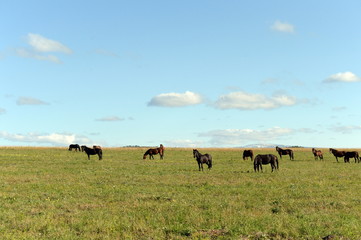 Naklejka na ściany i meble Horses in the foothills of the tigirek Ridge in the Altai region. Western Siberia