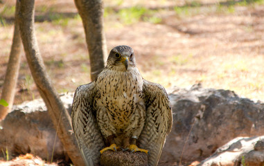 Peregrine Falcon sitting tied, bell on its leg
