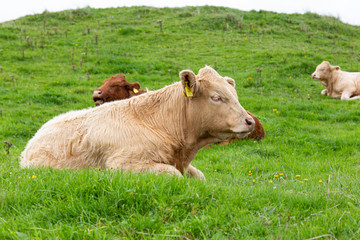 cow in field