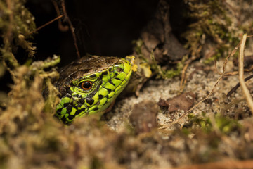 Sand lizard - Lacerta agilis