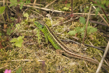 Green lizard froze