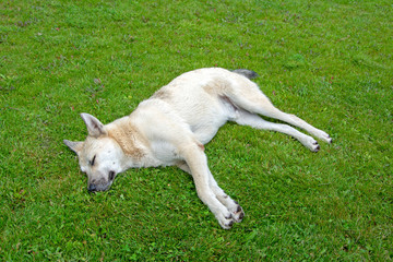 Stray dog sleeping on a green lawn. Summer