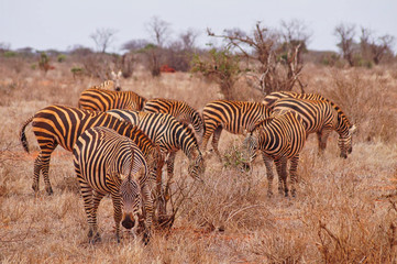 Fototapeta na wymiar zebras graze in the grassland
