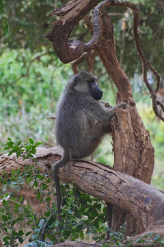 a monkey is sitting on a tree