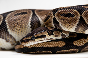 Ball python