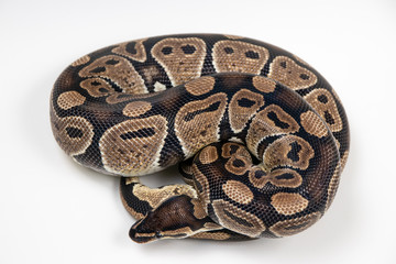 Ball python