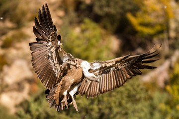 Griffon vulture taking land.