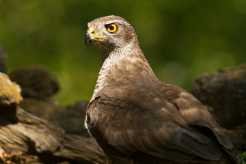 goshawk between lights and shadows