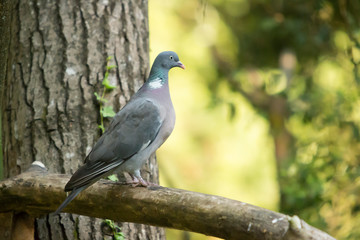 wood pigeon on a branch.