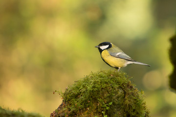 Great tit on a stone.