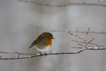 robin in the forest in winter.