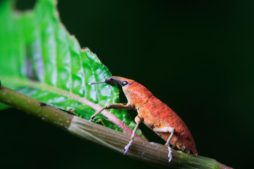 Lixus amurensis Faust on plant