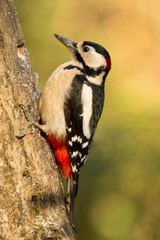 Great spotted woodpecker on the trunk.