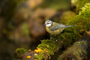 Blue tit perched on a branch
