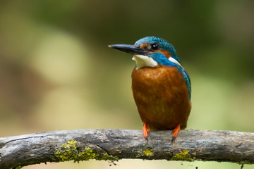 Kingfisher on a face branch.