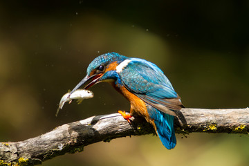 Kingfisher with your food.