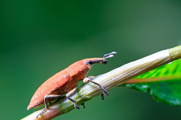 Lixus amurensis Faust on plant