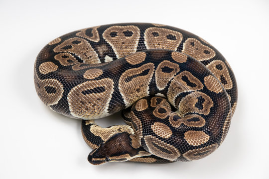 Ball python
