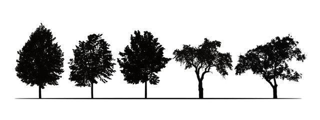 Set realistic illustrations of silhouettes of fruit trees - linden, apple and plum - isolated on white background, vector