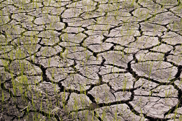 Dry fields with natural texture of cracked clay in perspective floor. Death Valley field  background.