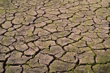 Dry fields with natural texture of cracked clay in perspective floor. Death Valley field  background.