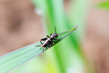 cricket larvae on plant