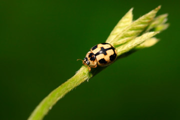 Propylaea japonica on plant