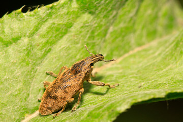 weevil on plant