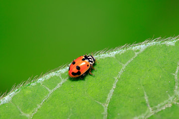 Hippodamia variegata on plant