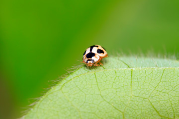 Propylaea japonica on plant