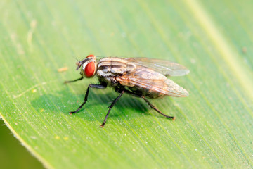 Tachinidae on plant