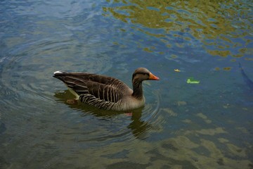 Single greylag goose spotted in the English Garden in Munich