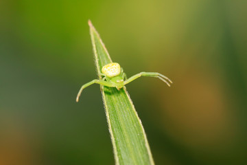 crab spider on plant