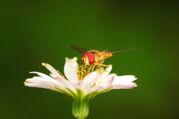 Syrphidae on plant