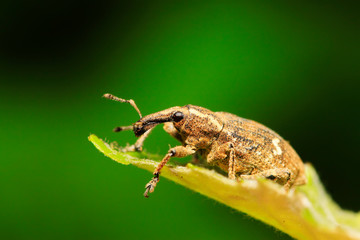 weevil on plant